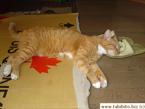 Daifoo's armpit hair showing