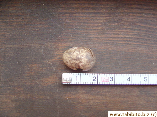 It's just under 2cm (0.8 inch) long