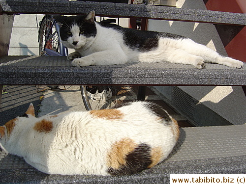 The black and white tom just would not leave Mama Cat alone