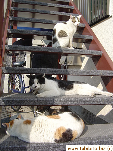 Mama Cat is surrounded by two toms and Sacca (top), her son