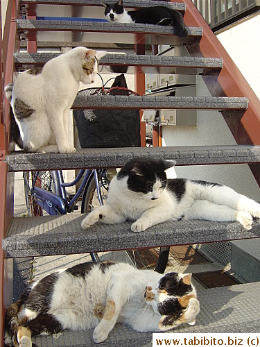 Neegau (top), Mama Cat's daughter joins the crowd