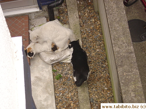 Black and white cat waits for his turn