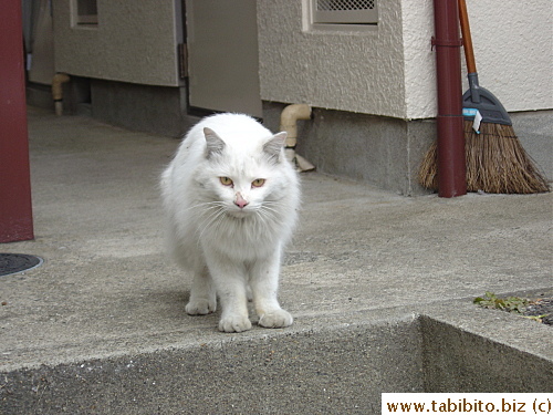Fluffy-hair tom finishes his mission