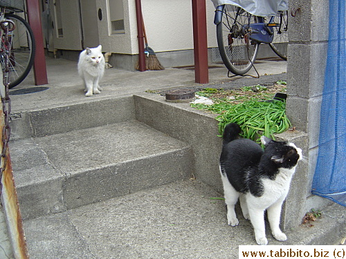 These two male cats hung around Mama Cat for days