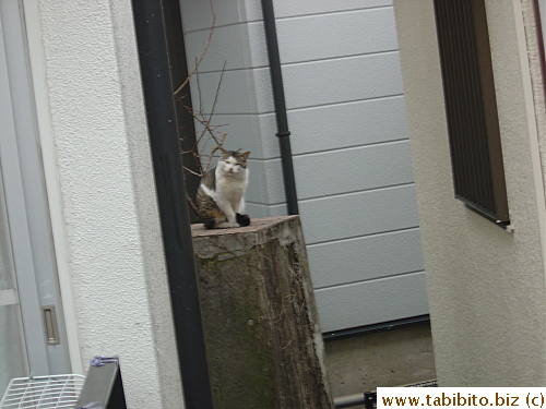 Long-time-no-see Tabby tom returned looking for Mama Cat