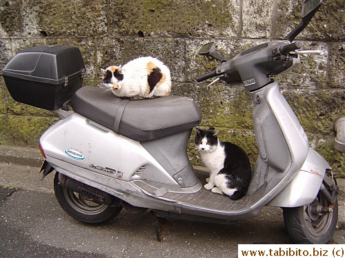 When the other three toms were long gone, this black and white one continued to stay by Mama Cat