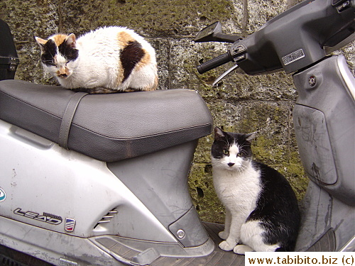 A good-looking couple