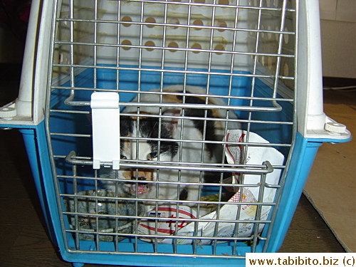 Half hour locked inside the cage, Mama Cat hadn't calmed down much