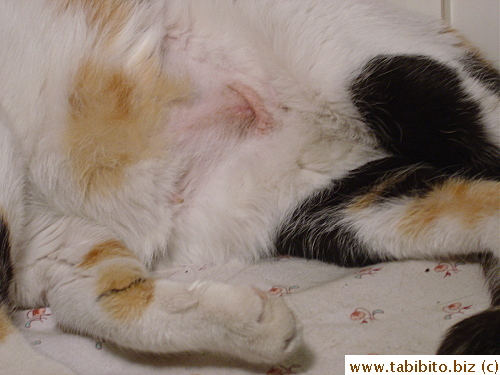 Mama Cat's post-op scar