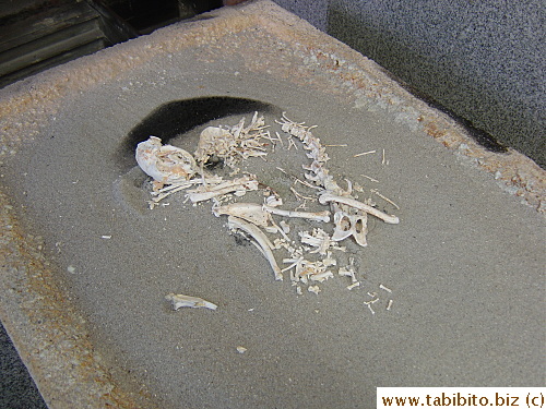 Daifoo's bones