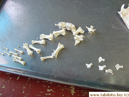 Tail bones and toes