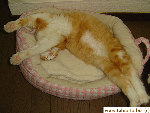 No wonder Efoo prefers the cushion to his bed