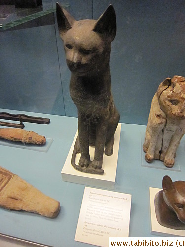 More cats