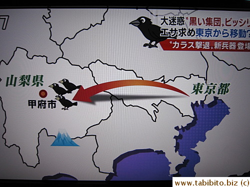 Large number of crows have moved to the adjacent prefecture causing tons of problem,