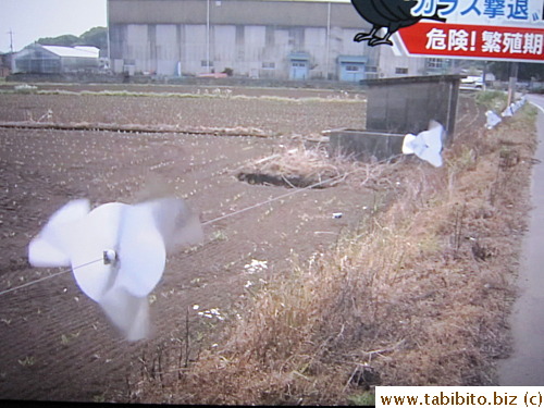 Farmers place them along the farm's border