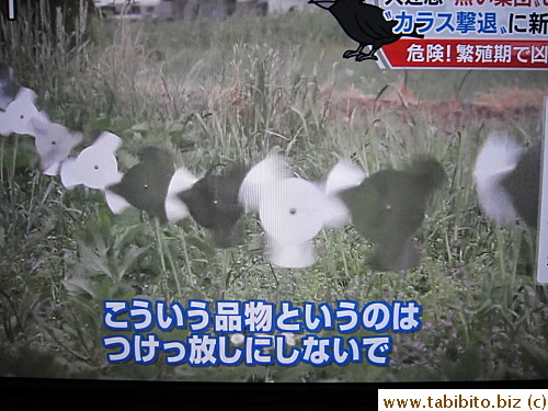 and the rotating shiny surface keep crows away