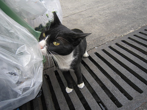 Skinny cat near the pier