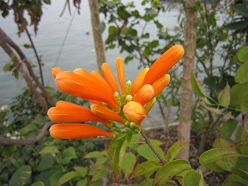 Gorgeous orange trumpets along the shore
