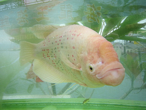 Funny-looking fish in a fish tank, hey you look like those Hollywood women with big collagen lips