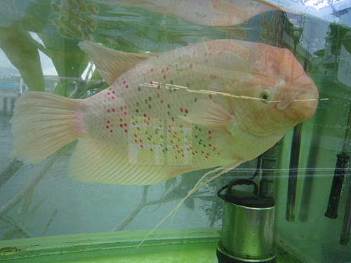 For ornamental purpose only