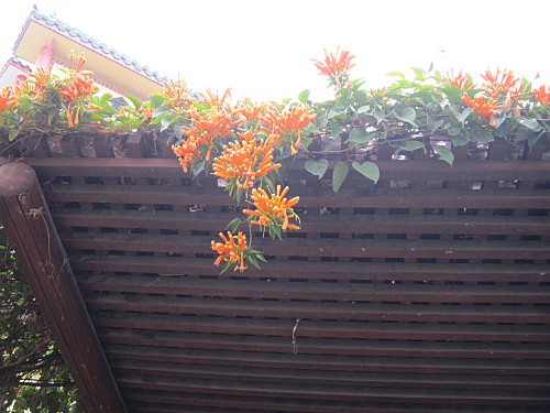 We used to have two big vines in our Sydney garden