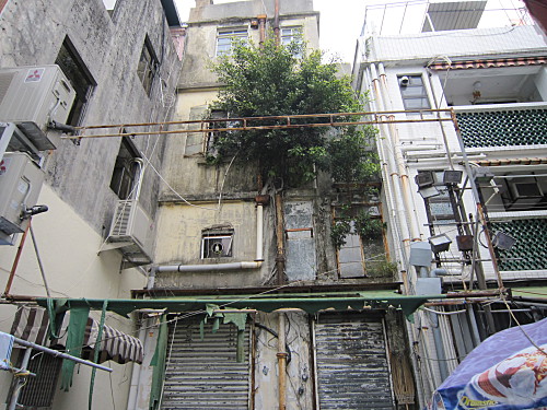A tough tree growing out of a pipe on a wall!